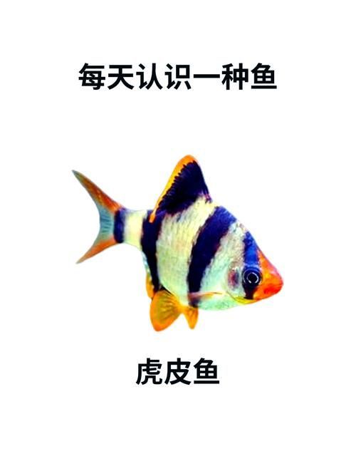 如何區(qū)分虎魚的性別？