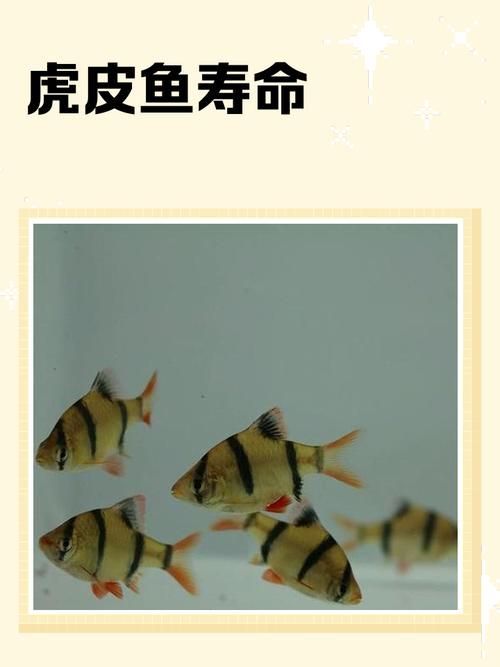 如何區(qū)分虎魚的性別？