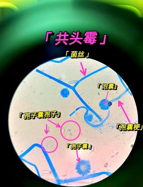 如何判斷魚是否感染真菌，如何判斷魚是否感染水霉病