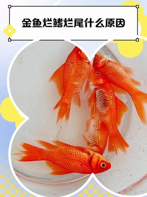 能提供魚鰭爛尾的圖片示例嗎