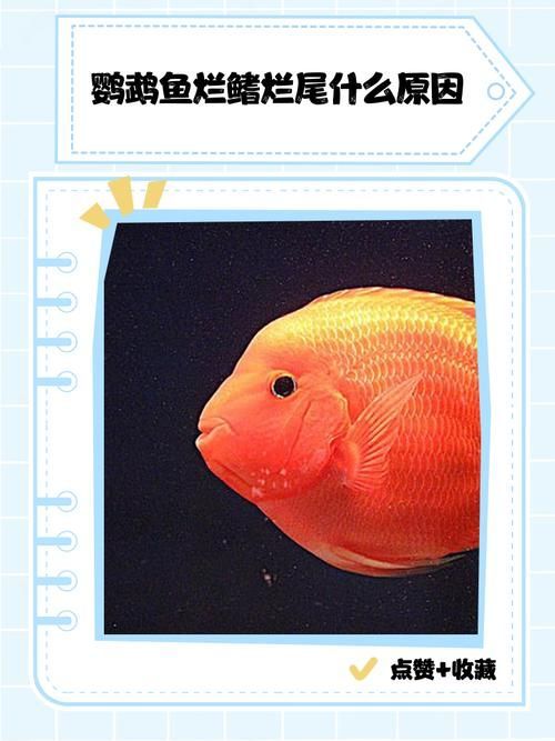 能提供魚鰭爛尾的圖片示例嗎