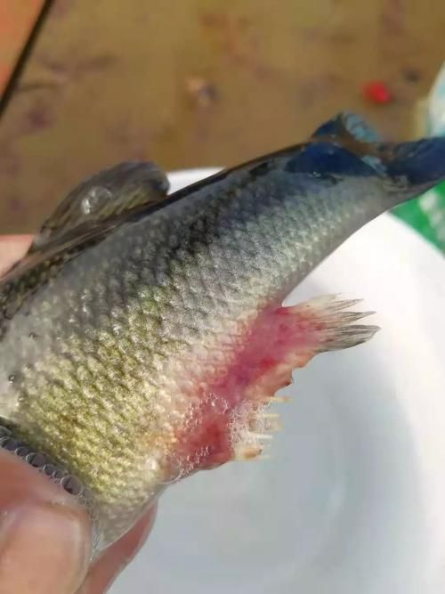 能提供魚鰭爛尾的圖片示例嗎
