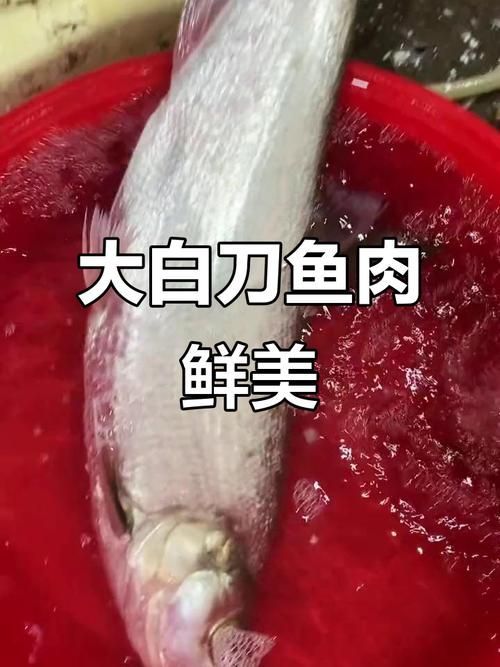 彩鰈和閩江哪個更營養？