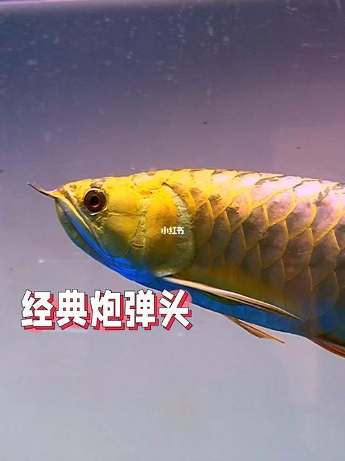 如何挑選一條健康的金龍魚？，如何挑選一條健康的金龍魚
