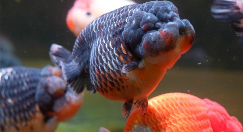 長(zhǎng)樂龍魚的市場(chǎng)口碑如何？，“長(zhǎng)樂龍魚”的市場(chǎng)口碑