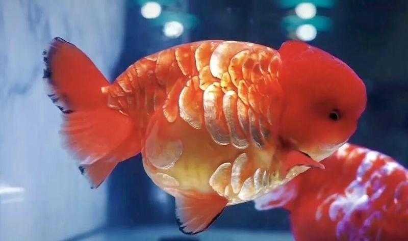 長(zhǎng)樂龍魚的市場(chǎng)口碑如何？，“長(zhǎng)樂龍魚”的市場(chǎng)口碑