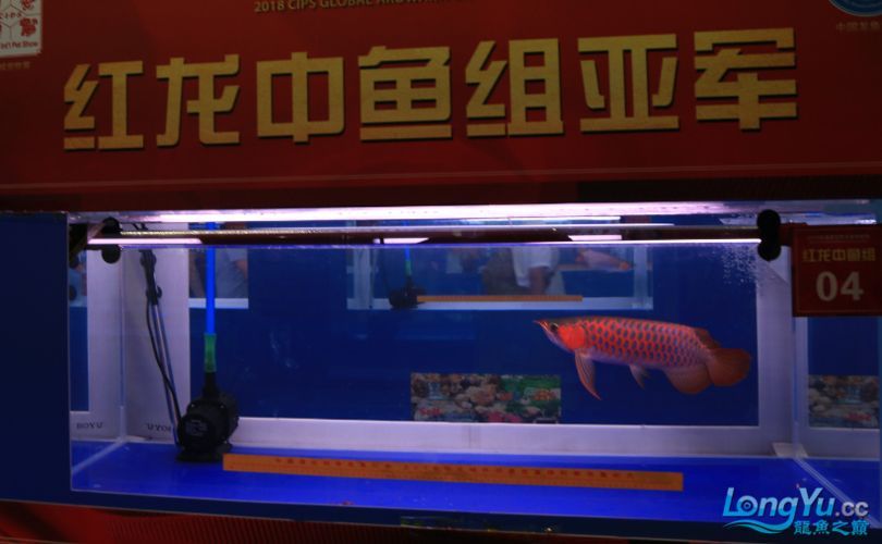 龍魚長城杯有哪些參賽隊伍？，長城杯龍魚大賽的冠軍有哪些榮譽，如何報名參加長城杯世界龍魚錦標賽？
