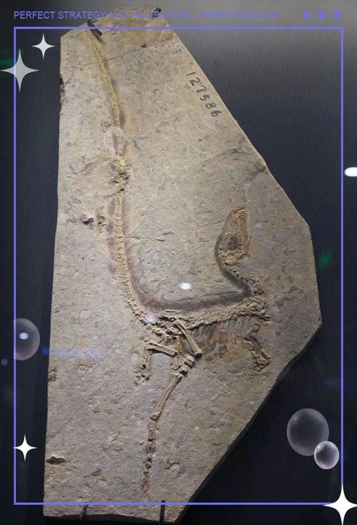 中華龍魚化石的發現過程是怎樣的？，中華龍魚化石發現“中華龍魚”與“中華龍魚”混用