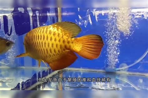 詳解（1000字和配圖）推薦一些價格適中的龍魚品種，水族箱選擇——龍魚