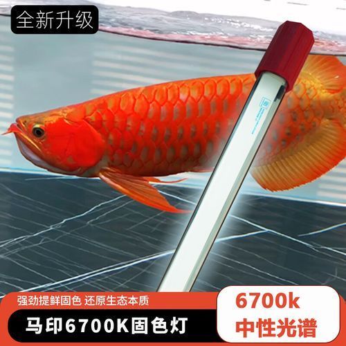 有哪些品牌的6700K燈具適合紅龍魚？，6700k燈具哪個品牌最好？