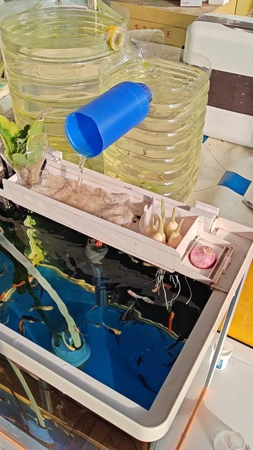 宣城龍魚養殖有哪些技術難點，宣城龍魚養殖技術