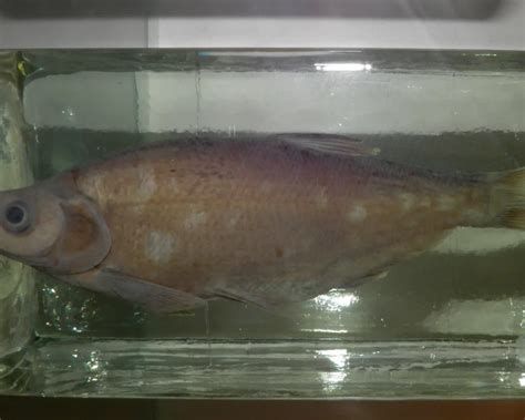 龍魚浮頭下鹽最簡單三個步驟圖片，龍魚浮頭下鹽最簡單三個步驟圖片龍魚浮頭（立鱗）處理詳解