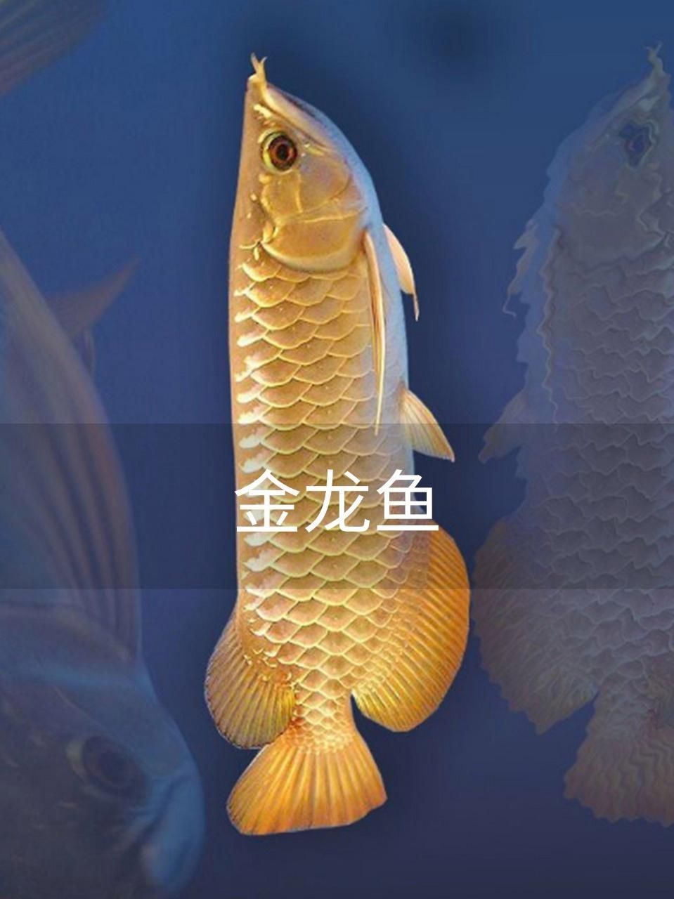 有沒有更多展示金龍魚的視頻？，《金龍魚的神秘力量#紅龍#水族#虎魚#觀賞魚#水族#虎魚
