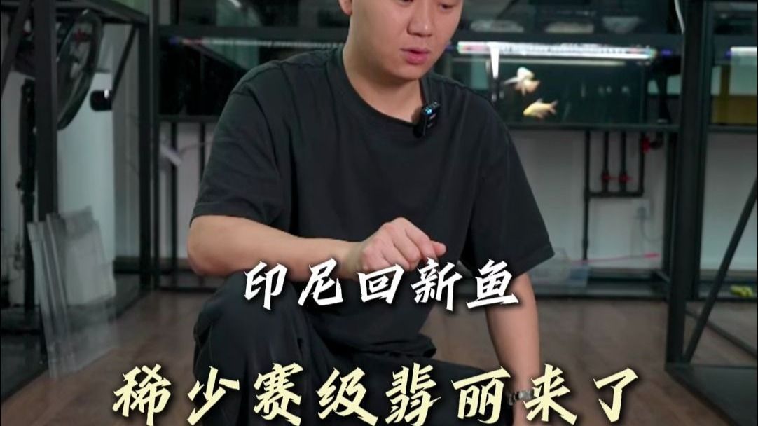 賽級紅龍魚，賽級紅龍魚的品種與價值