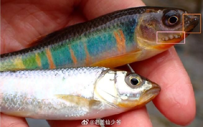 如何區分龍魚嘴角的肉疙瘩是哪一種病？，如何區分龍魚嘴角的肉疙瘩