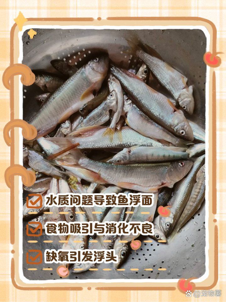 龍魚浮頭時如何搶救，龍魚浮頭如何搶救
