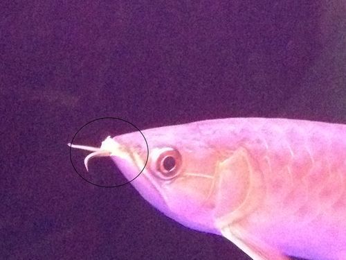 如何判斷龍魚嘴唇起泡是否感染？，如何判斷龍魚嘴唇起泡