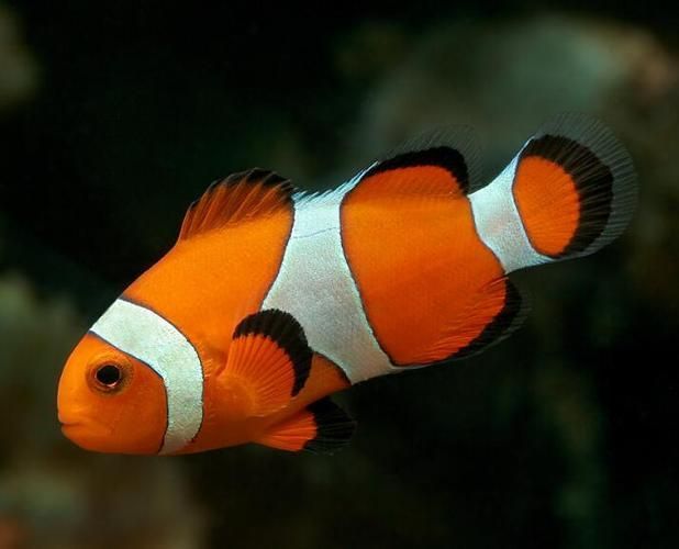 眼斑魚(yú)有哪些品種？，眼斑魚(yú)是什么魚(yú)？
