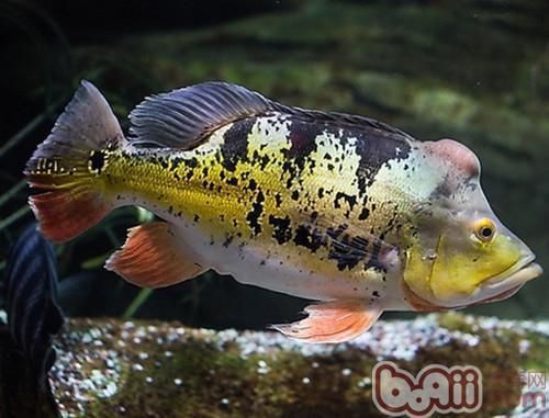 眼斑魚(yú)有哪些品種？，眼斑魚(yú)是什么魚(yú)？