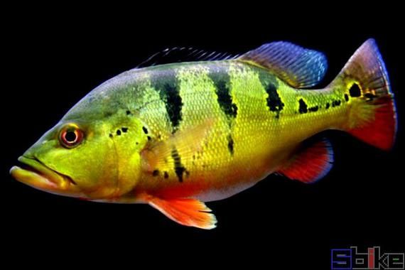 眼斑魚(yú)有哪些品種？，眼斑魚(yú)是什么魚(yú)？