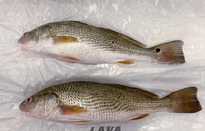 眼斑魚(yú)有哪些品種？，眼斑魚(yú)是什么魚(yú)？