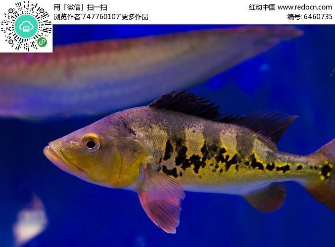眼斑魚(yú)有哪些品種？，眼斑魚(yú)是什么魚(yú)？