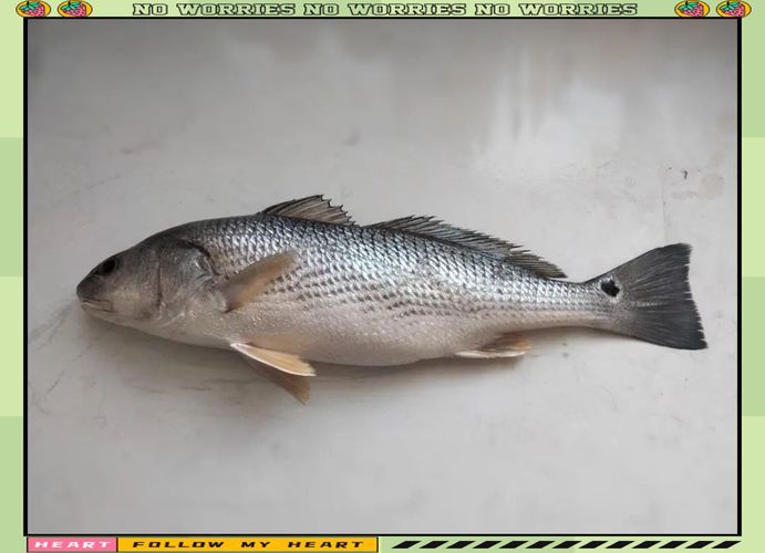 眼斑魚(yú)有哪些品種？，眼斑魚(yú)是什么魚(yú)？