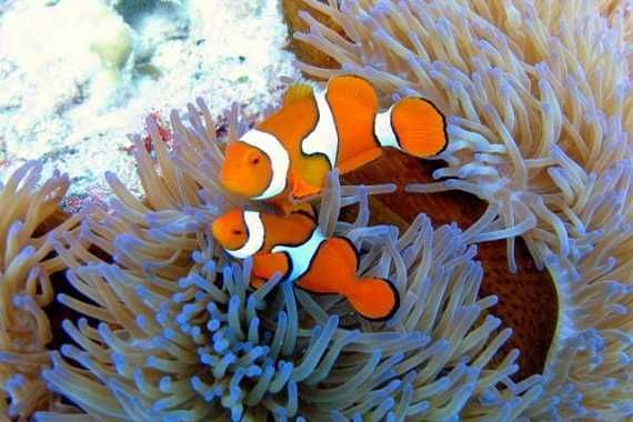 眼斑魚(yú)有哪些品種？，眼斑魚(yú)是什么魚(yú)？