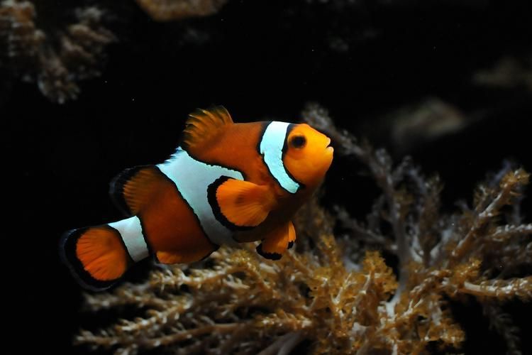 眼斑魚(yú)有哪些品種？，眼斑魚(yú)是什么魚(yú)？