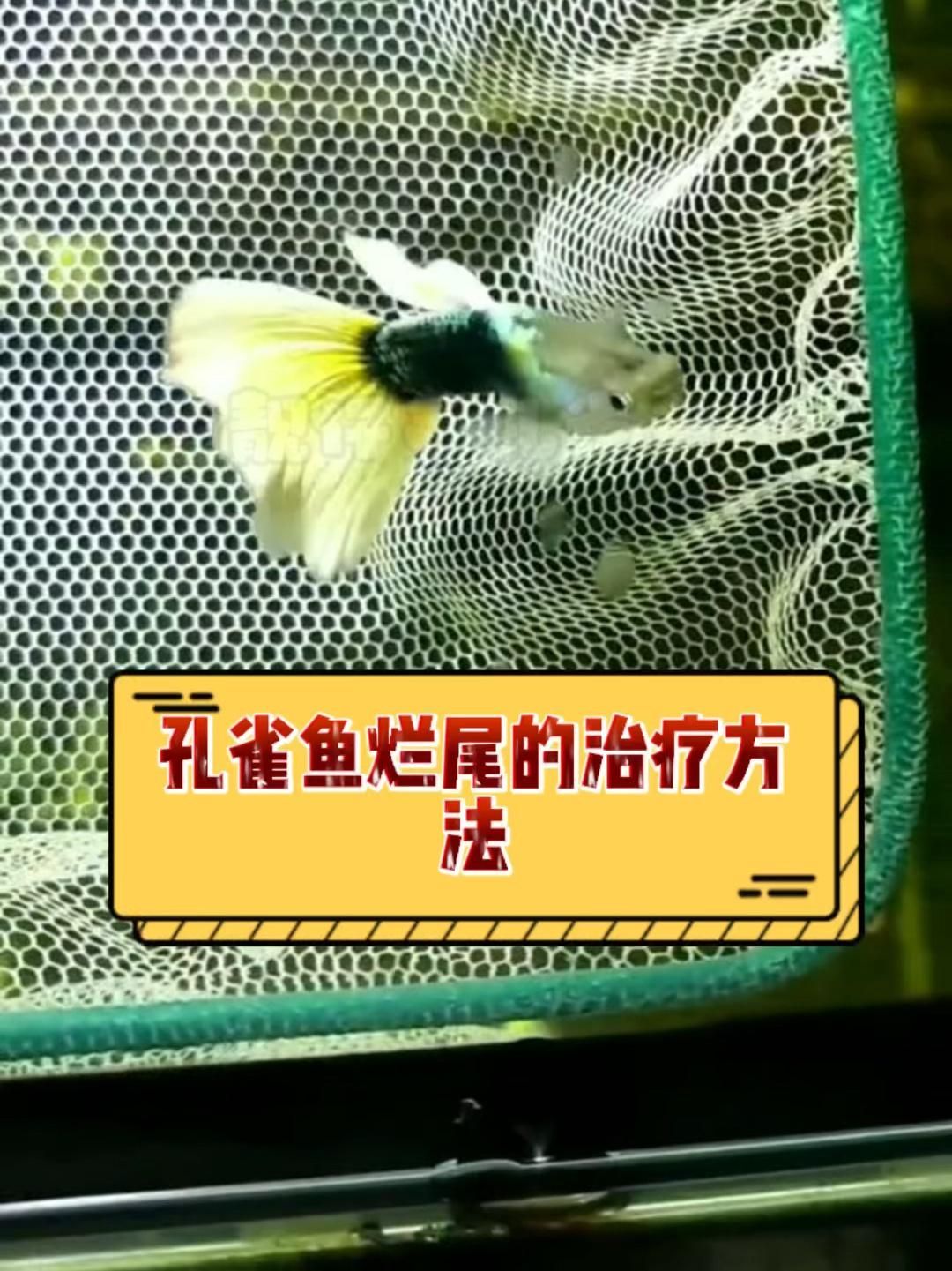 哪種藥物治療魚爛尾最方便，治療魚爛尾的藥物