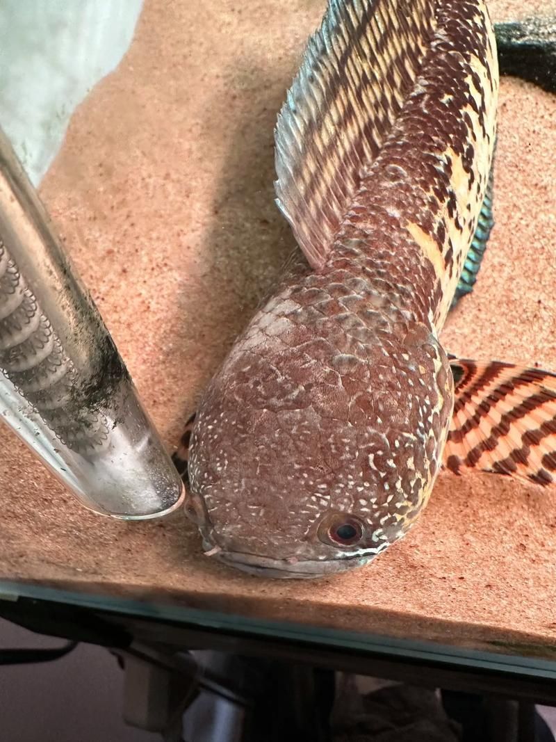 如何預防雷龍魚疾病，如何預防“雷龍魚”疾病