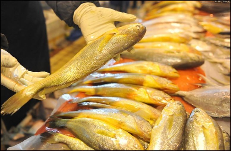 如何辨別黃龍魚(yú)的真假，如何辨別黃龍魚(yú)（亞洲龍魚(yú)（arowana）真假鑒別指南