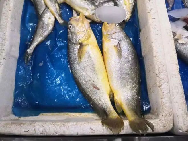 如何辨別黃龍魚(yú)的真假，如何辨別黃龍魚(yú)（亞洲龍魚(yú)（arowana）真假鑒別指南