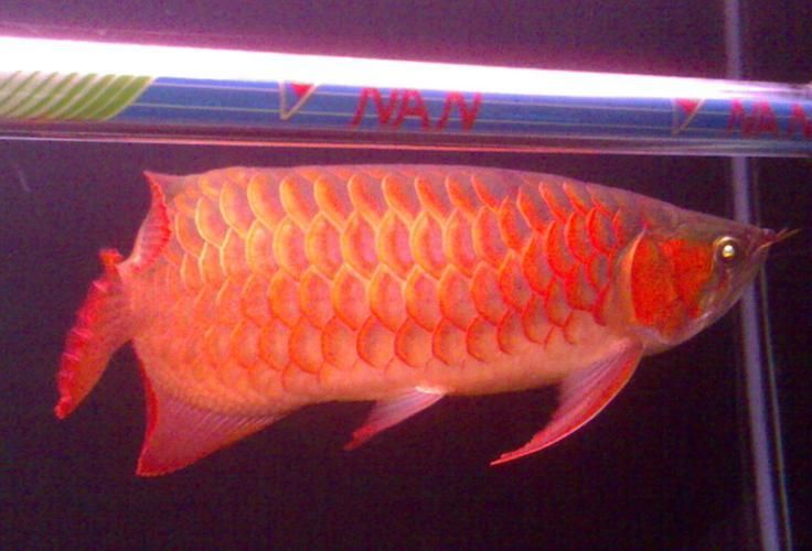 紅龍魚厭食如何刺激進食？，紅龍魚厭食如何刺激進食，用戶要求1000字說明和配圖