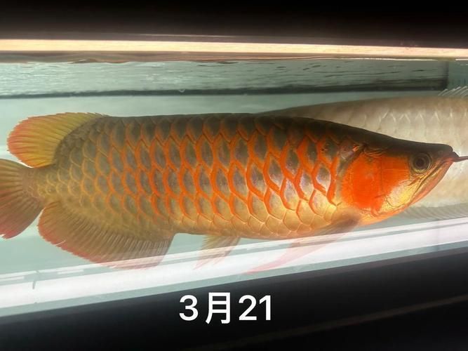 有沒有適合龍魚的活餌推薦，適合龍魚的活餌推薦