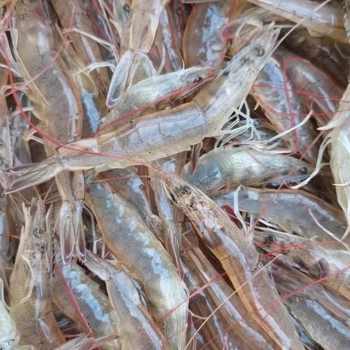 有沒有適合龍魚的活餌推薦，適合龍魚的活餌推薦