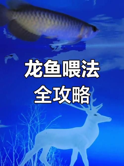 有沒有適合龍魚的活餌推薦，適合龍魚的活餌推薦