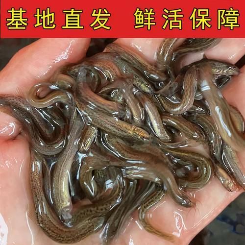 有沒有適合龍魚的活餌推薦，適合龍魚的活餌推薦