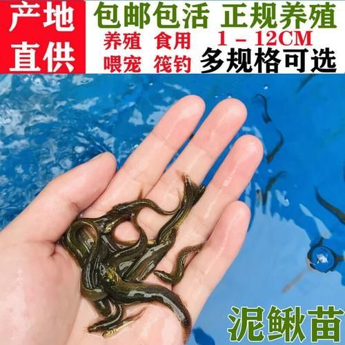 有沒有適合龍魚的活餌推薦，適合龍魚的活餌推薦