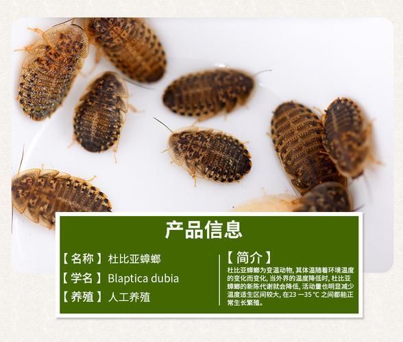 有沒有適合龍魚的活餌推薦，適合龍魚的活餌推薦