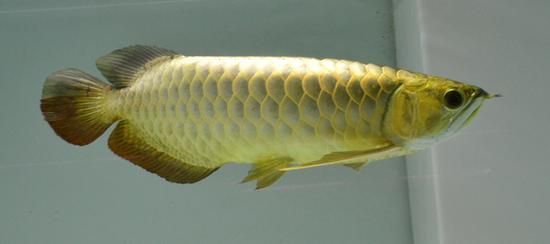 最好的龍魚品種有哪些特點(diǎn)？，最好的龍魚品種有哪些