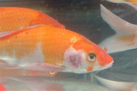 金魚身上潰爛能自愈嗎，金魚身上潰爛能自愈嗎金魚身上潰爛能自愈嗎