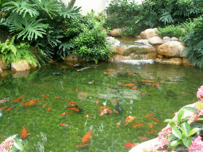 能推薦一些龍魚的動態壁紙嗎？，多款高質量龍魚動態壁紙推薦涵蓋不同風格與使用場景