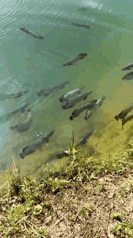 能推薦一些龍魚的動態壁紙嗎？，多款高質量龍魚動態壁紙推薦涵蓋不同風格與使用場景