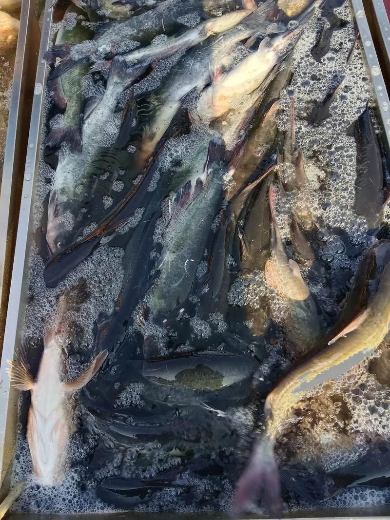 泰龐海鰱魚的價格是多少？，泰龐海鰱魚價格在每公斤10-30美元之間