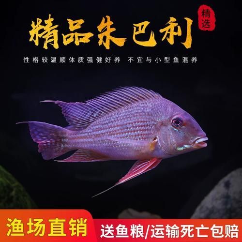 白子關刀魚，“白子關刀魚”形態特征要求詳解“白子關刀魚”并要求