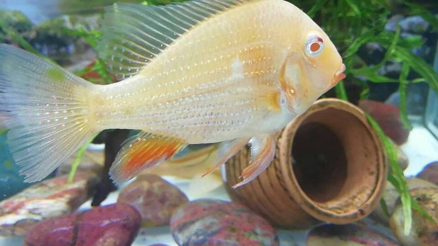 白子關刀魚，“白子關刀魚”形態特征要求詳解“白子關刀魚”并要求