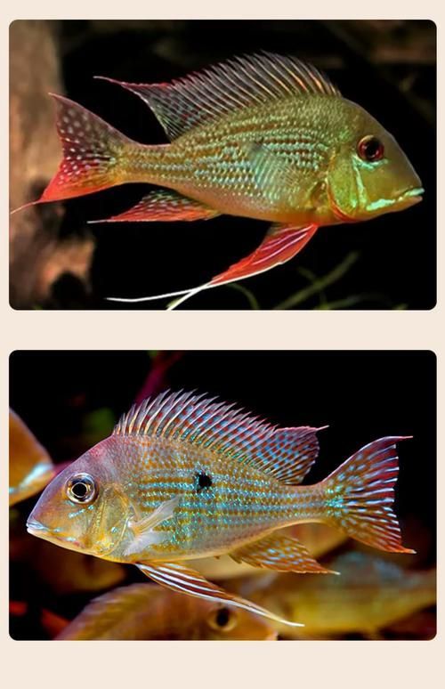 白子關(guān)刀魚，“白子關(guān)刀魚”形態(tài)特征要求詳解“白子關(guān)刀魚”并要求