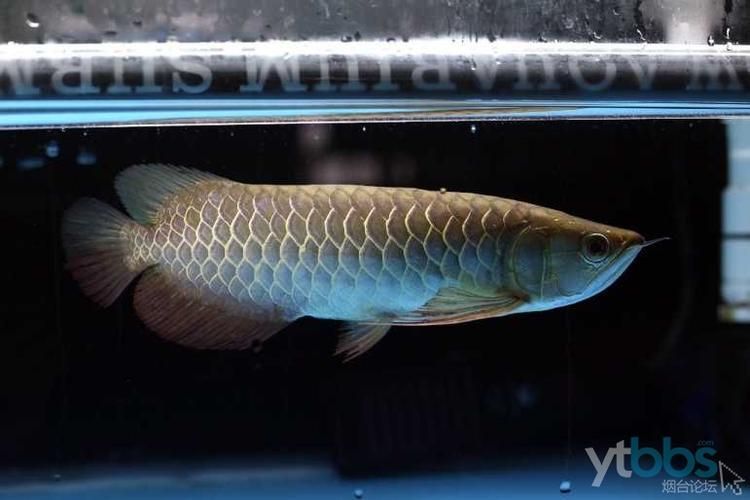 李亞四金龍魚的市場價格是多少，李亞四金龍魚市場價格是多少李亞四金龍魚市場價格是多少