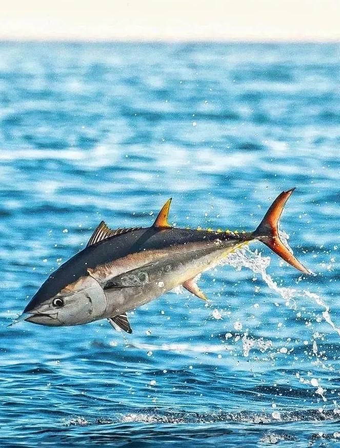如何正確食用金槍魚以避免健康風險，如何正確的食用金槍魚